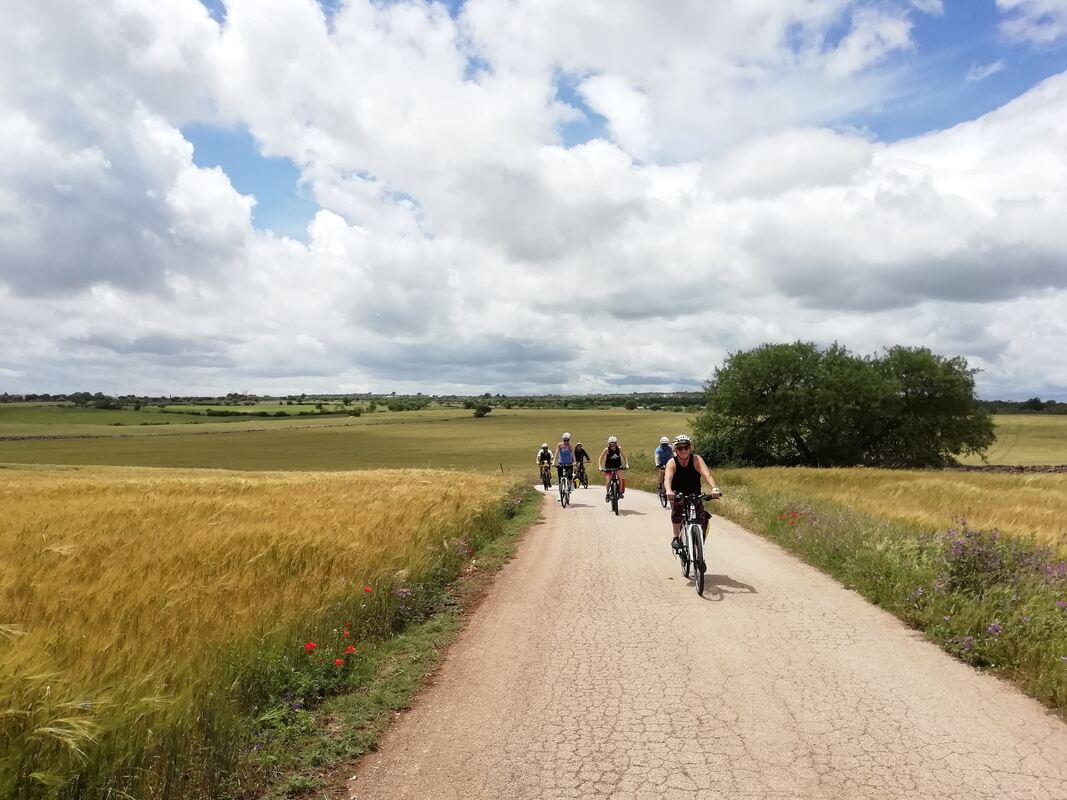 Radfahrergruppe auf einer Landstraße zwischen Getreidefeldern in Apulien