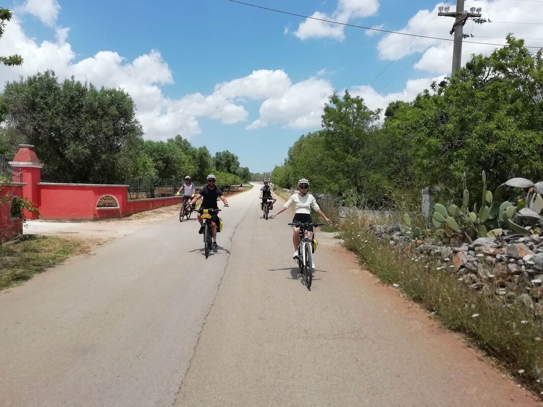 Radfahrer auf einer Landstraße zwischen Olivenhainen und Trockenmauern in Apulien